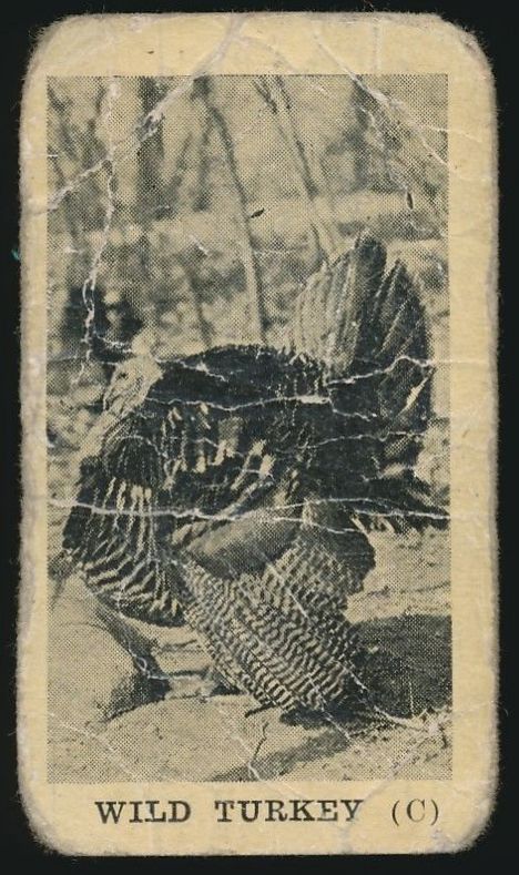 62 Wild Turkey